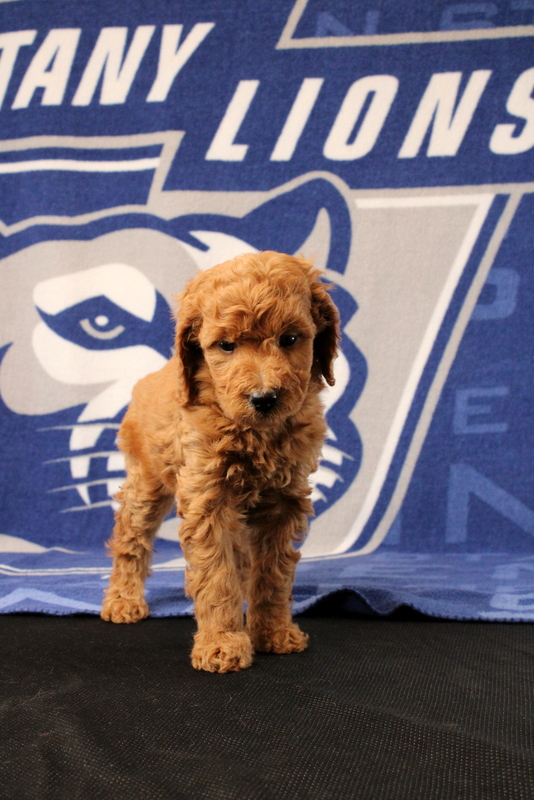 puppy, for, sale, Mini Goldendoodle F1B, Matthew B. Stoltzfus, dog, breeder, Gap, PA, dog-breeder, puppy-for-sale, forsale, nearby, find, puppyfind, locator, puppylocator, aca